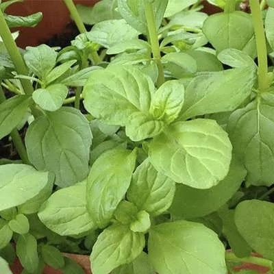 بذر پونه پنی رویال ایرانی (بسته 50 عددی) کد 659
