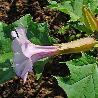 بذر تاتوره سفید (داتورا استرامونیوم) (بسته 1 گرمی) کد 530
