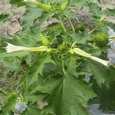 بذر تاتوره سفید (داتورا استرامونیوم) (بسته 1 گرمی) کد 530