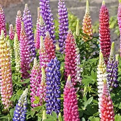 بذر گل لوپین رنگین کمان (بسته 20 عددی) کد 1311