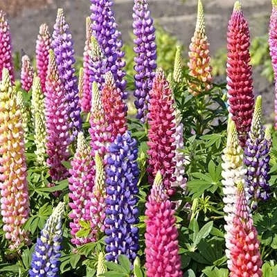 بذر گل لوپین رنگین کمان (بسته 20 عددی) کد 1311
