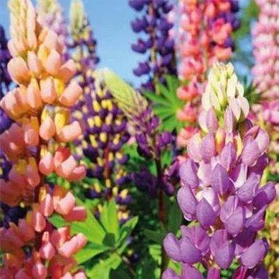 بذر گل لوپین رنگین کمان (بسته 20 عددی) کد 1311