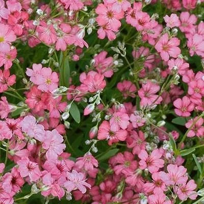 بذر گل چشم ماری صورتی (بسته 100 عددی) کد 1363