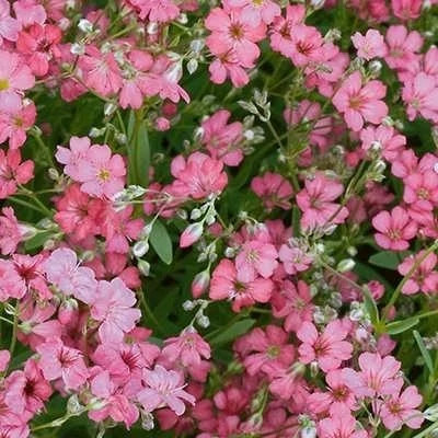 بذر گل چشم ماری صورتی (بسته 100 عددی) کد 1363