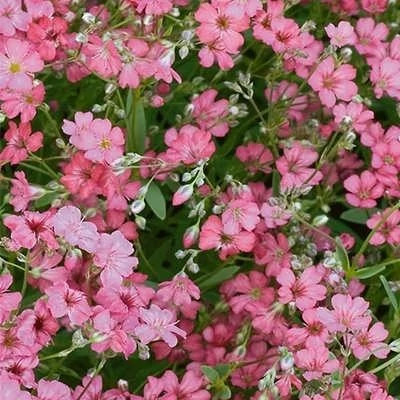 بذر گل چشم ماری صورتی (بسته 100 عددی) کد 1363