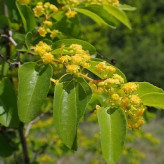 بذر سیاه تلو (گیاه قره تیکان) (بسته 5 عددی) کد 1974