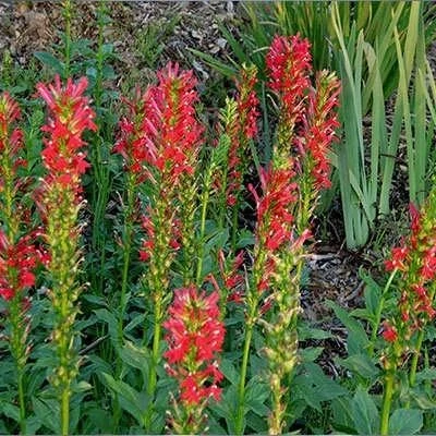بذر مینا چمنی پاکوتاه قرمز (بسته 1 گرمی) کد 2028