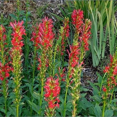بذر مینا چمنی پاکوتاه قرمز (بسته 1 گرمی) کد 2028