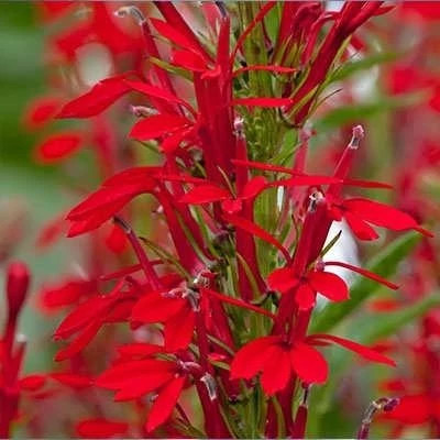 بذر مینا چمنی پاکوتاه قرمز (بسته 1 گرمی) کد 2028