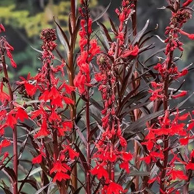 بذر مینا چمنی پاکوتاه قرمز (بسته 1 گرمی) کد 2028
