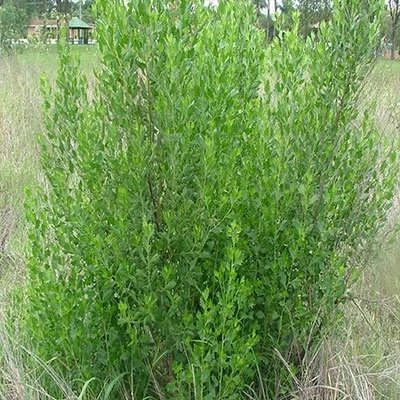 بذر باکاریس (بسته 10 عددی) کد 2000