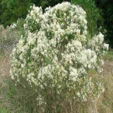 بذر باکاریس (بسته 10 عددی) کد 2000