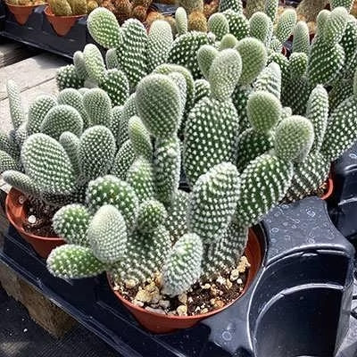 بذر اپونتیا میکروداسپس (بسته 5 عددی) کد 2033