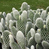 بذر اپونتیا میکروداسپس (بسته 5 عددی) کد 2033