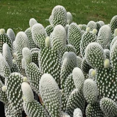 بذر اپونتیا میکروداسپس (بسته 5 عددی) کد 2033