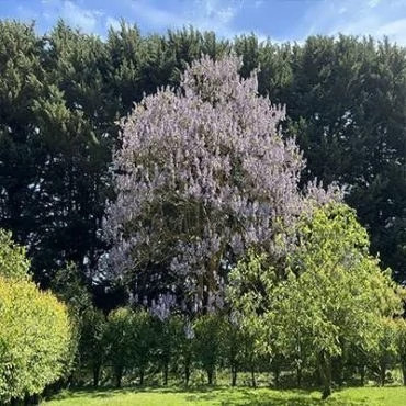بذر پالونیا (بسته 0.5 گرمی) کد 2042