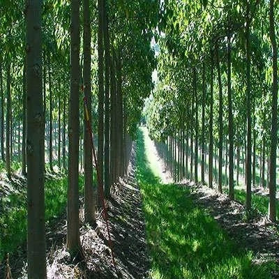 بذر پالونیا (بسته 0.5 گرمی) کد 2042