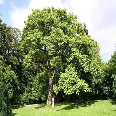 بذر پالونیا (بسته 0.5 گرمی) کد 2042