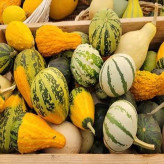 بذر کدو خورشتی میکس (بسته 8 عددی) کد 2044