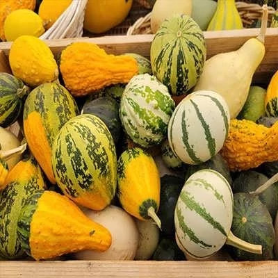بذر کدو خورشتی میکس (بسته 8 عددی) کد 2044