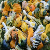 بذر کدو خورشتی میکس (بسته 8 عددی) کد 2044