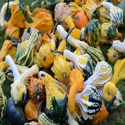 بذر کدو خورشتی میکس (بسته 8 عددی) کد 2044
