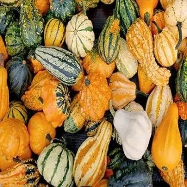 بذر کدو خورشتی میکس (بسته 8 عددی) کد 2044