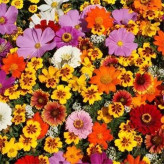 بذر میکس گل های ژاپنی (بسته 1 گرمی) کد 1276