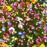 بذر میکس گل های ژاپنی (بسته 1 گرمی) کد 1276