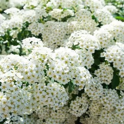 بذر گل عروس سفید (بسته 50 عددی) کد 926