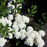 بذر گل عروس سفید (بسته 50 عددی) کد 926