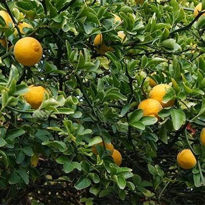 بذر نارنج اژدهای پرنده (بسته 3 عددی) کد 850