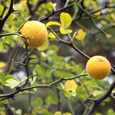 بذر نارنج اژدهای پرنده (بسته 3 عددی) کد 850