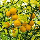 بذر نارنج اژدهای پرنده (بسته 3 عددی) کد 850