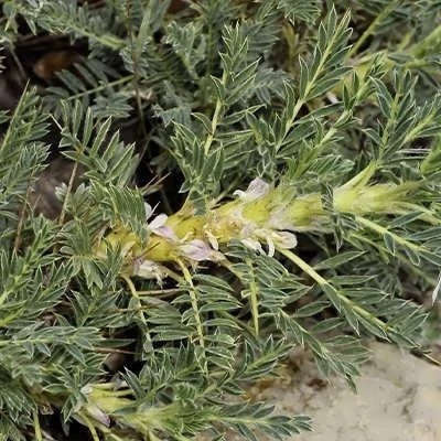 بذر گون گزی (بسته 1 گرمی) کد 937
