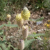 بذر گون گزی (بسته 1 گرمی) کد 937