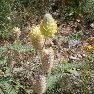 بذر گون گزی (بسته 1 گرمی) کد 937