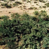بذر گون گزی (بسته 1 گرمی) کد 937
