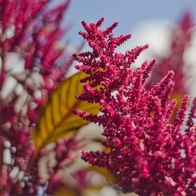 بذر آمارانت آمریکایی (بسته 10 گرمی) کد 317