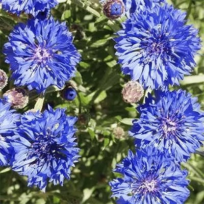 بذر گل گندم پاکوتاه میکس (بسته 1 گرمی) کد 713