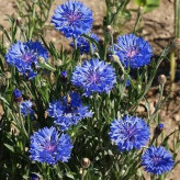 بذر گل گندم پاکوتاه میکس (بسته 1 گرمی) کد 713