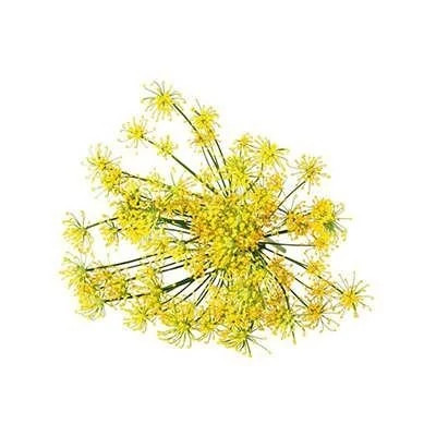 بذر آنغوزه (بسته 1 گرمی) کد 089