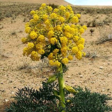 بذر آنغوزه (بسته 1 گرمی) کد 089