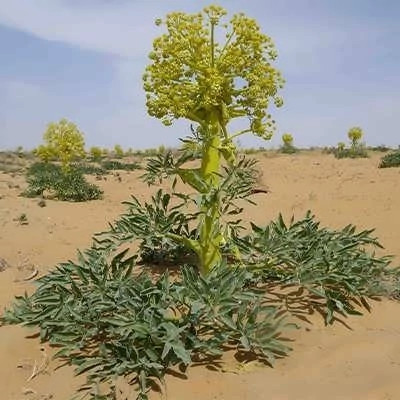 بذر آنغوزه (بسته 1 گرمی) کد 089
