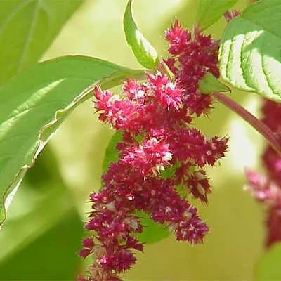 بذر آمارانتوس (بسته 1 گرمی) کد 390