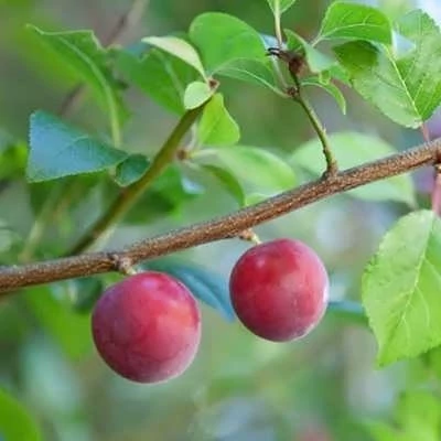 بذر آلوچه جنگلی (بسته 5 عددی) کد 1700