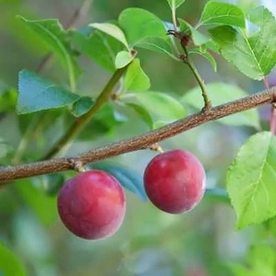 بذر آلوچه جنگلی (بسته 5 عددی) کد 1700