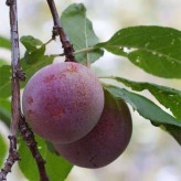 بذر آلوچه جنگلی (بسته 5 عددی) کد 1700