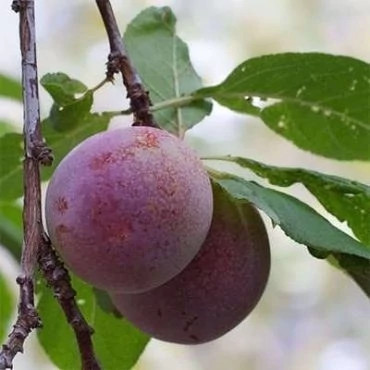 بذر آلوچه جنگلی (بسته 5 عددی) کد 1700
