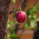 بذر آلوچه جنگلی (بسته 5 عددی) کد 1700